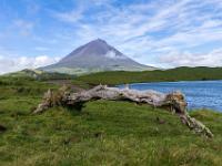 Umgestürtzter Baumheidestamm am Lagoa do Capitão mit Pico Kegel - Insel Pico